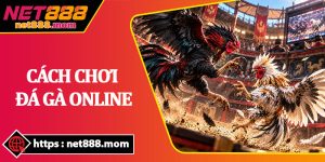 Cách Chơi Đá Gà Online